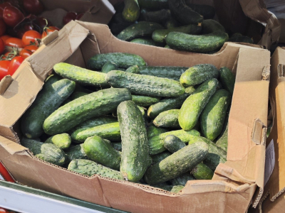 Пермский край наводнили казахстанские огурцы
