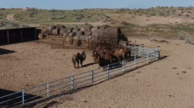 Бой скотокрадам!
