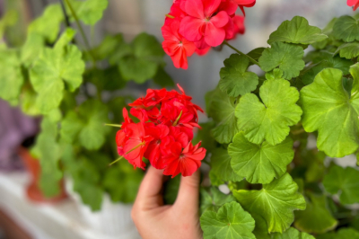 Герань, которая цветет как сумасшедшая весной &mdash; зимнее укоренение в пакете без хлопот и лишних затрат