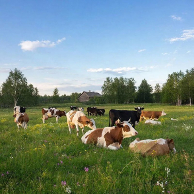 Михаил Делягин настаивает на расследовании &laquo;беспредела&raquo; с уничтожением домашнего скота: Теперь это делают чиновники, а не бандиты, как раньше