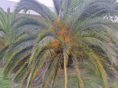 Таиланд урезает безвизовый срок: туристам готовят сюрприз со страховкой и налогом