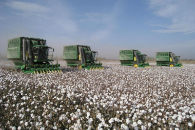 В Казахстане завершается уборка урожая хлопчатника