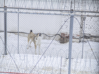 Lenta: одесский бандит Мишка Япончик стал первым вором в законе